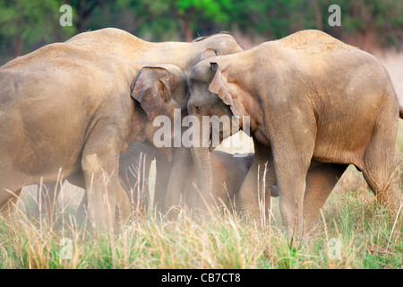 Elefanten im Dhikala in Jim Corbett Tiger Reserve, Indien. Stockfoto