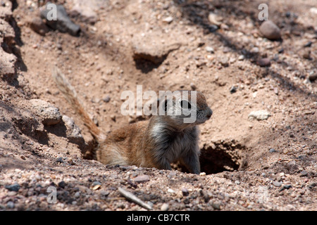 Runde-tailed Grundeichhörnchen (Spermophilus Tereticaudus), Arizona, USA Stockfoto
