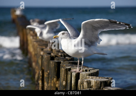 Möwen auf Buhnen in der Brandung an der deutschen Ostseeküste Stockfoto