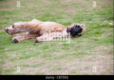 Afghanischer Windhund-Hund auf der Wiese liegend Stockfoto