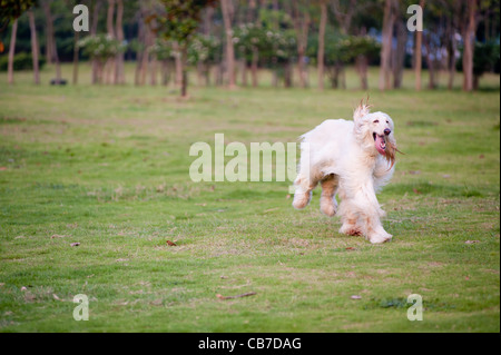 Afghanischer Windhund-Hund läuft auf der Wiese Stockfoto