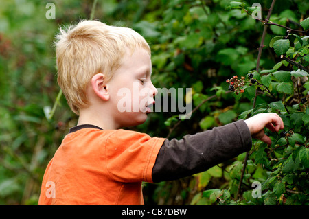 Ein kleiner Junge Brombeeren pflücken Stockfoto