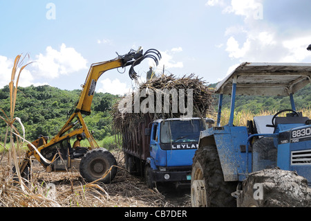 Ernte von Zuckerrohr in Jamaika Stockfoto