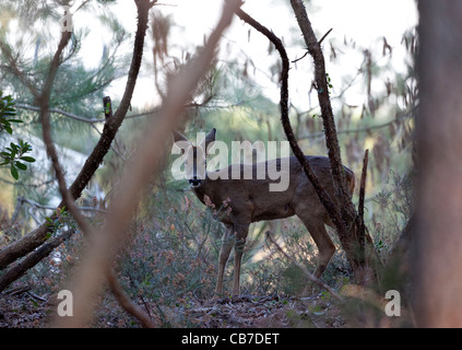 Ein junger Wilder Bock (Capreolus Capreolus) im Unterholz (Hossegor - Frankreich). Jeune Chevreuil Dans le Sous-Bois (Frankreich). Stockfoto