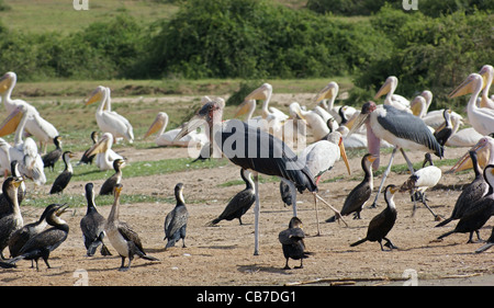 viele verschiedene Vögel in Queen Elizabeth National Park in Uganda (Afrika) im sonnigen Ambiente Stockfoto