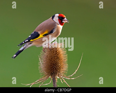Europäische Stieglitz Karde Kopf gehockt Stockfoto