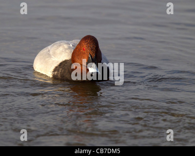 Männliche gemeinsame pochard im Winter Gefieder, Schwimmen Stockfoto