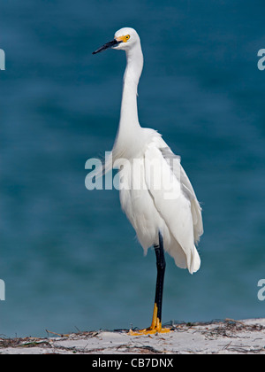 Snowy Reiher in der Zucht Gefieder Stockfoto