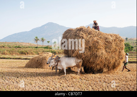 Indische Bauern sammeln Reisstroh auf einem Ochsenkarren nach der Ernte in der ländlichen indische Gegend. Andhra Pradesh, Indien