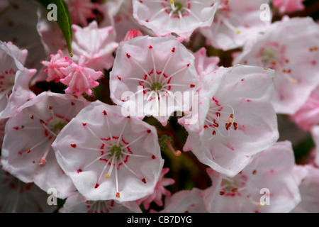 Kalmia Latifolia, Berg-Lorbeer oder Calico Bush Stockfoto