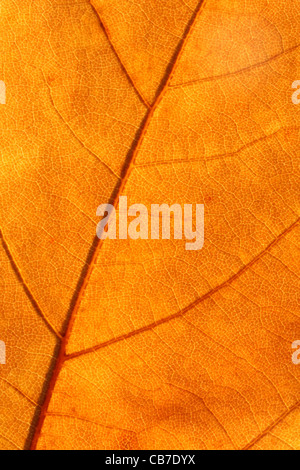 Nahaufnahme von London Platane Blatt im Herbst Stockfoto