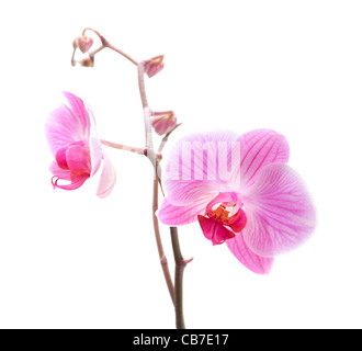 Rosa gestreifte Phalaenopsis Orchidee isoliert auf weißem Stockfoto