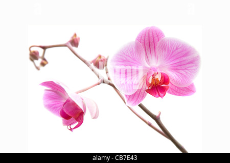 Rosa gestreifte Phalaenopsis Orchidee isoliert auf weißem Stockfoto