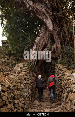 Indien, Nagaland, Dorf Weg durch Loch in den Wurzeln der großen Banyan-Baum Stockfoto