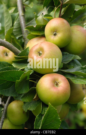 Reife reife Äpfel an einem kleinen Baum Stockfoto