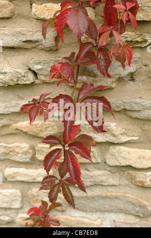 Ein wildem Wein (Parthenocissus Quinquefolia) in roter Herbstfärbung auf einer Steinmauer Cotswold Stockfoto