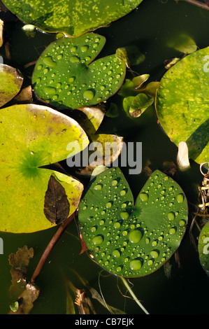 Regen Sie Wassertropfen auf den Blättern der Seerose auf einen Gartenteich Stockfoto