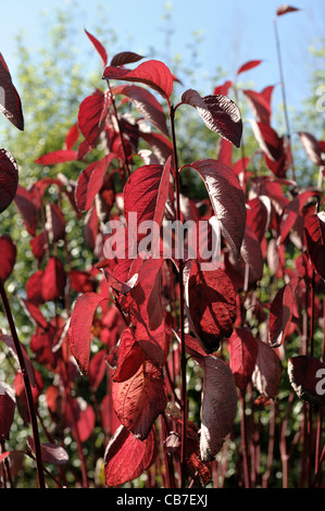 Roter Herbst farbige Blätter der roten stemmed Hartriegel (Cornus Alba) Stockfoto