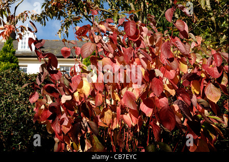 Roter Herbst farbige Blätter der roten stemmed Hartriegel (Cornus Alba) Stockfoto