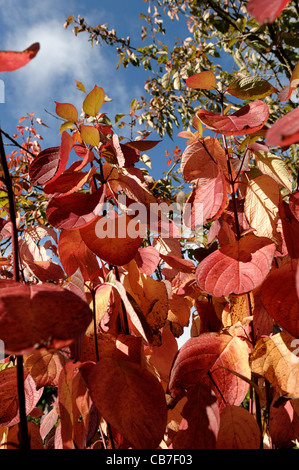 Roter Herbst farbige Blätter der roten stemmed Hartriegel (Cornus Alba) Stockfoto