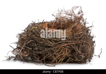 Fokus Stapeln von einem Nest der Amsel vor weißem Hintergrund Stockfoto