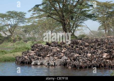 Herden von Gnus und Zebras in der Serengeti Nationalpark, Tansania, Afrika Stockfoto