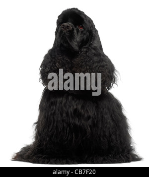 American Cocker Spaniel, 1 Jahr alt, sitzt vor weißem Hintergrund Stockfoto