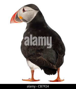 Papageitaucher oder gemeinsame Puffin, Fratercula Arctica, vor weißem Hintergrund Stockfoto