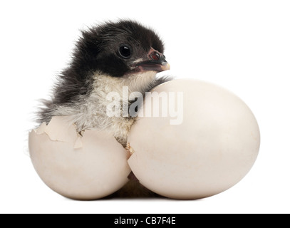 Küken, Gallus Gallus Domesticus, 8 Stunden alt, stand neben eigenen Ei vor weißem Hintergrund Stockfoto