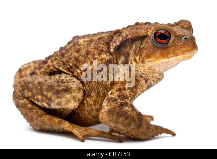 Gemeinsamen Kröte, Bufo Bufo, vor weißem Hintergrund Stockfoto