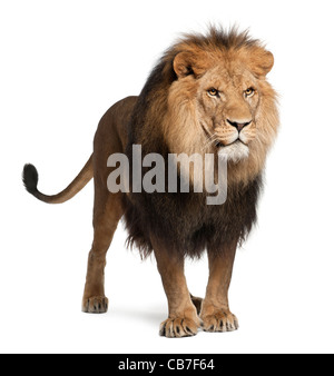 Löwe, 8 Jahre alt, Panthera Leo vor einem weißen Hintergrund Stockfoto