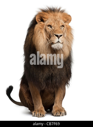 Löwe, 8 Jahre alt, Panthera Leo vor einem weißen Hintergrund Stockfoto