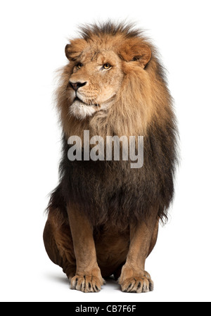 Löwe, 8 Jahre alt, Panthera Leo vor einem weißen Hintergrund Stockfoto