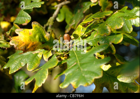 Grüne Blätter und braune Eichel auf dem Baum im Herbst Stockfoto