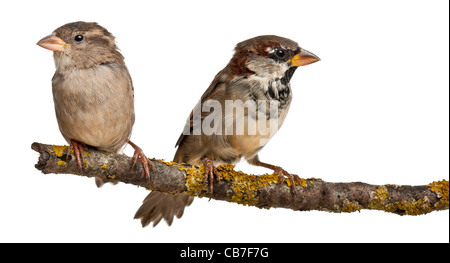 Männlichen und weiblichen Haussperling, Passer Domesticus, 4 Monate alt, auf einem Ast vor weißem Hintergrund Stockfoto