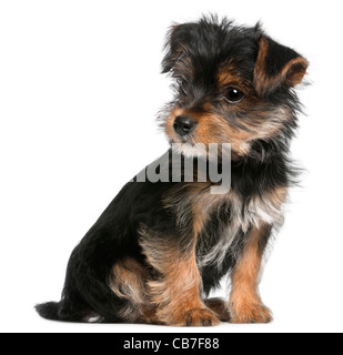 Yorkshire Terrier Welpen, 3 Monate alt, sitzt vor weißem Hintergrund Stockfoto