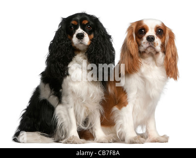 Cavalier King Charles Spaniel, 3 und 2 Jahre alt, sitzt vor weißem Hintergrund Stockfoto