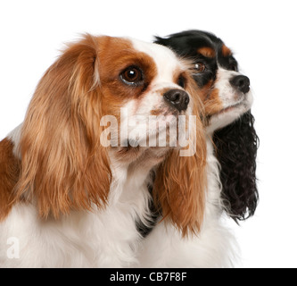 Nahaufnahme des Cavalier King Charles Spaniels, 3 und 2 Jahre alt, sitzt vor weißem Hintergrund Stockfoto