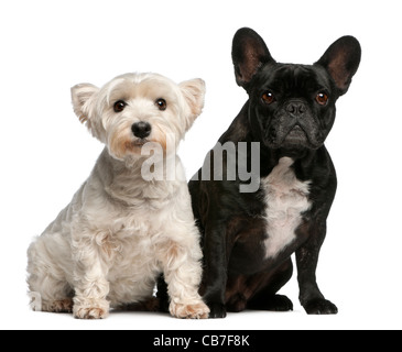 Französische Bulldogge, 6 Jahre alt, und West Highland White Terrier, 8 Jahre alt, sitzt vor weißem Hintergrund Stockfoto