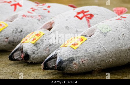 Gefrorenen Thunfisch auf dem Tsukiji Fish Market Tokio Japan Stockfoto