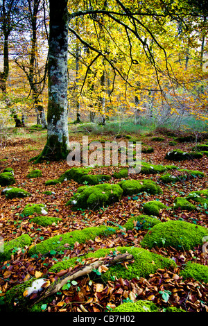 Buchenholz im Herbst.  Monte-Santiago-Naturdenkmal. Landkreis Las Merindades. Burgos, Kastilien und Leon. Spanien Stockfoto