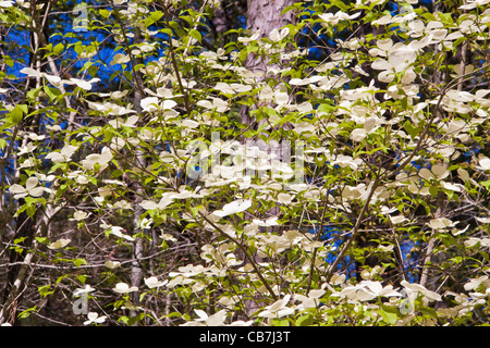 Hartriegel-Bäume in voller Blüte zu Callaway Gardens in Pine Mountain, Georgia. Stockfoto