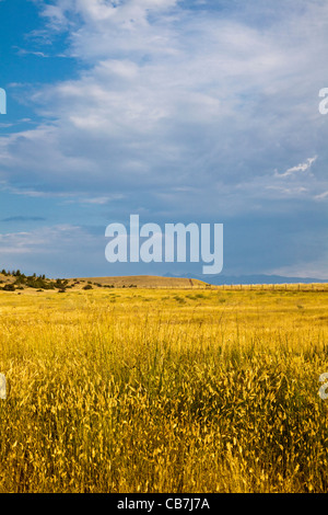 Grasland entlang malerischen Interstate 90 in Montana Leuchten einen Goldton in der frühen Morgensonne. Stockfoto