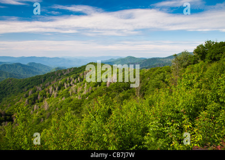 Blick in den Great Smoky Mountains National Park auf der North Carolina-Seite des Parks zu übersehen. Stockfoto