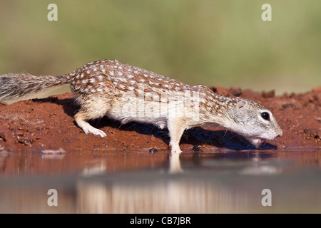 Mexikanischer Ziesel Spermophilus Mexicanus, an einem Teich Stockfoto