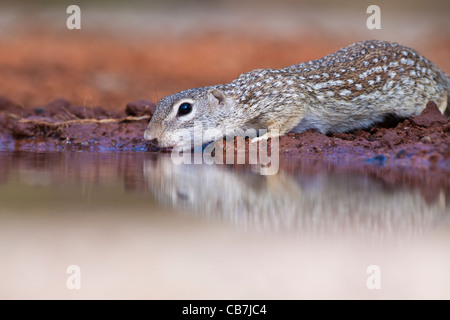 Mexikanischer Ziesel Spermophilus Mexicanus, an einem Teich im Süden von Texas. Stockfoto