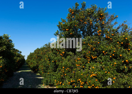 Orangenplantagen in der Nähe von Haines Stadt in Zentral-Florida, USA Stockfoto