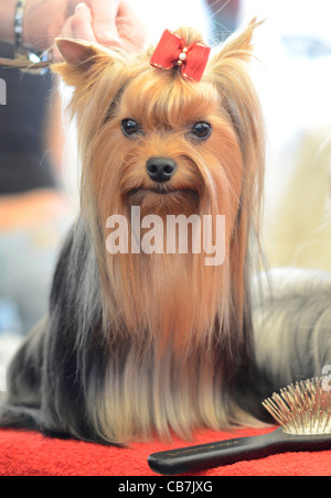 Der Yorkshire-Terrier ist eine kleine Hunderasse Terrier Art, entwickelt im 19. Jahrhundert in der Grafschaft Yorkshire, England Stockfoto