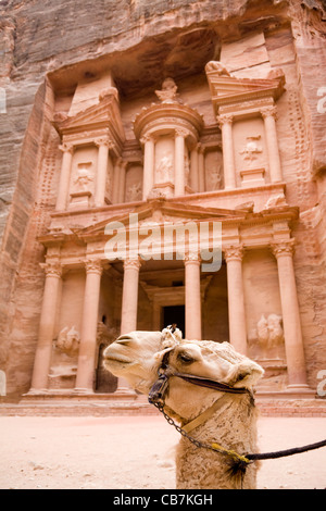 Vor "The Treasury" Kamel: Al Khazneh / El Khazneh, um die verlorene Stadt Petra in Jordanien. Stockfoto