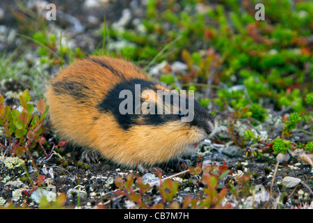 Norwegen-Lemming (Lemmus Lemmus) in der Tundra im Sommer, Lappland, Schweden Stockfoto